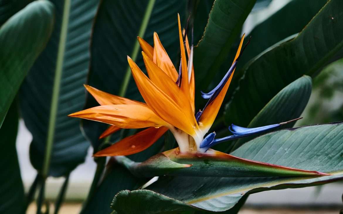 Close-Up Photo of a Bird of Paradise Flower