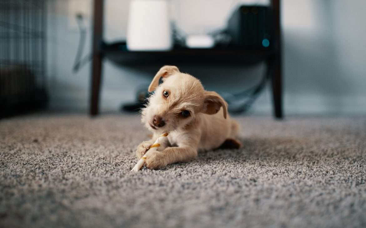 Photo of Puppy Lying on Carpet
