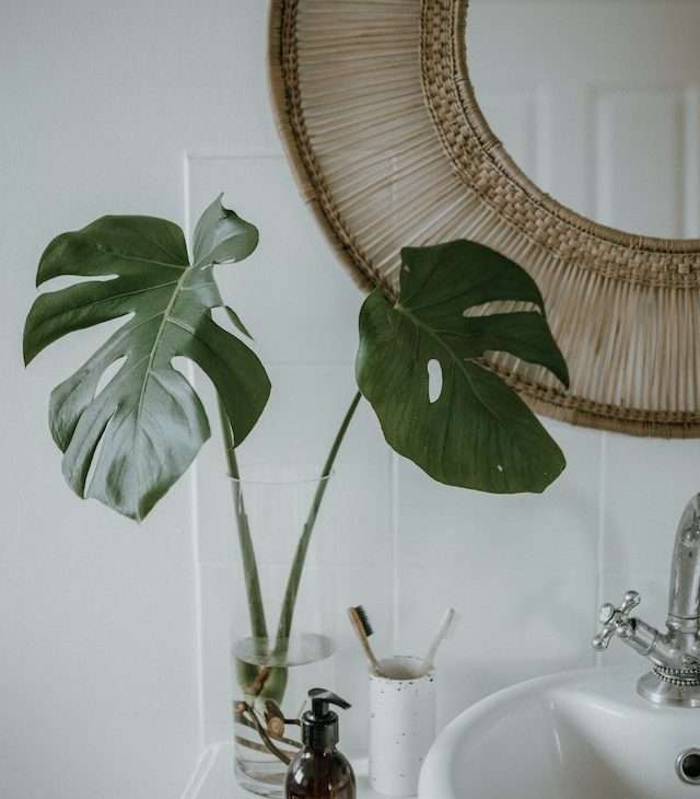 Photo of a Monstera Deliciosa Plant Near a Mirror
