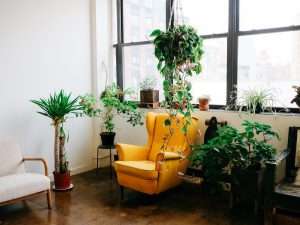 Bringing Nature Indoors: Incorporating Natural Elements in Your Home Decor Featured Image