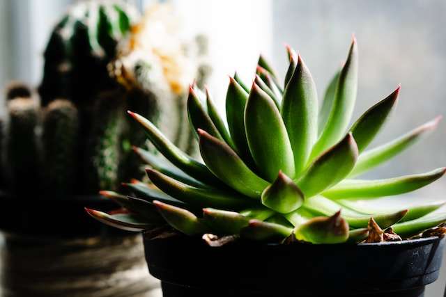 Indoor Plants for nature inspired design